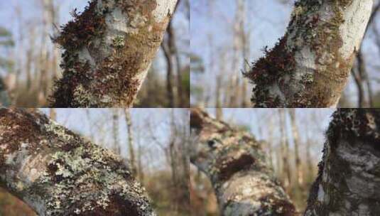 4K苔藓树皮寄生植物高清在线视频素材下载