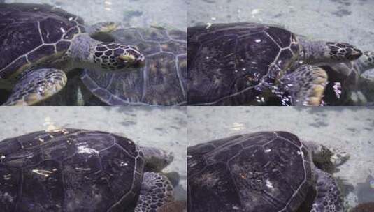 海龟岸边爬行交配动作高清在线视频素材下载
