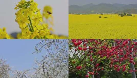 春天唯美花朵花海春游赏花高清在线视频素材下载