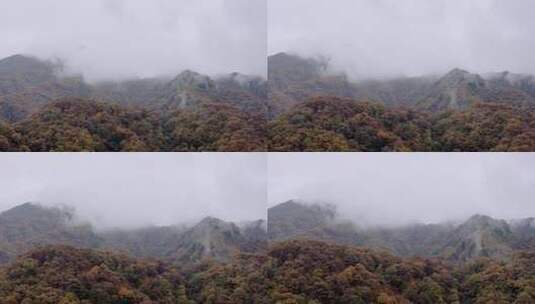 湖北神农架大九湖景区的阴雨秋天高清在线视频素材下载