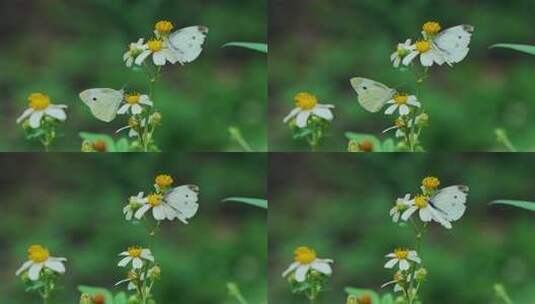 鲜花蝴蝶高清在线视频素材下载