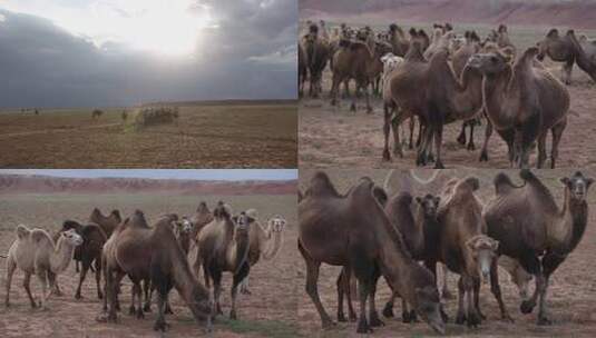 Y1内蒙古乌兰察布四子王旗骆驼群  驼群高清在线视频素材下载