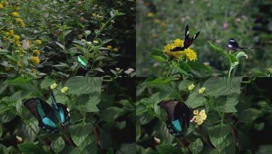 野外美丽蝴蝶高清在线视频素材下载