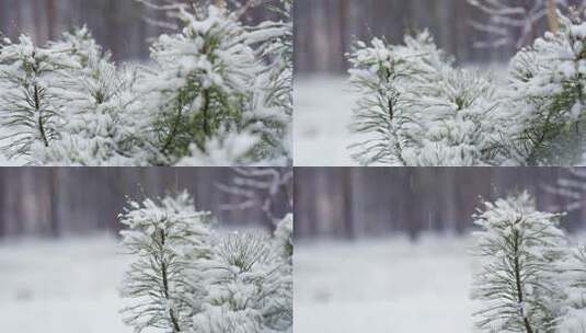 雪中的植物高清在线视频素材下载