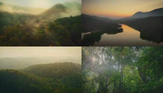 清晨雾气云南广西森林茂密树木绿色植被绿色高清在线视频素材下载