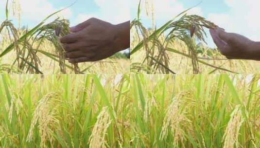 水稻种植水稻特写高清在线视频素材下载