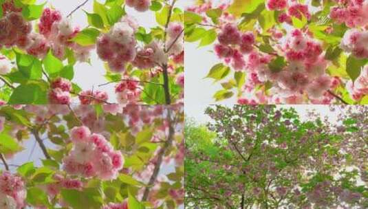 樱花 唯美 飘花瓣 花瓣舞美高清在线视频素材下载