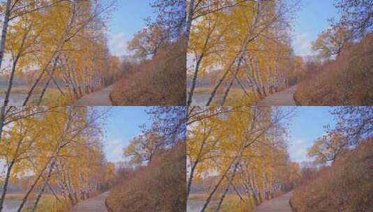 秋天晨光中的金色桦树林木桥高清在线视频素材下载