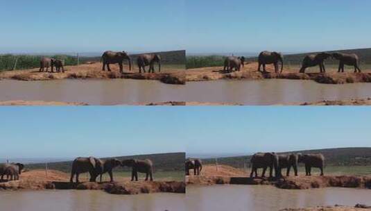 大象 自然保护区高清在线视频素材下载
