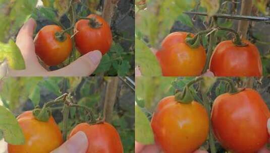 摘番茄 双  西红柿高清在线视频素材下载