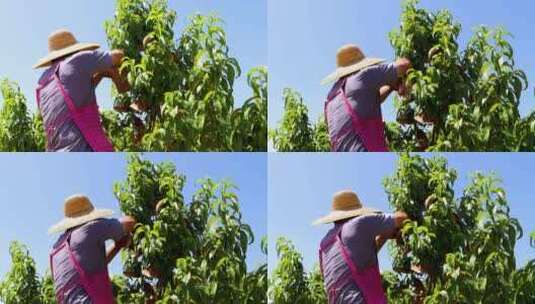 农民干活 农民给桃树套袋高清在线视频素材下载