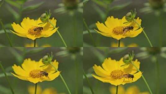 夏天的蜜蜂和野花微距特写镜头高清在线视频素材下载