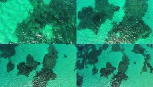 清澈的热带浅海底白沙上的海藻和珊瑚礁高清在线视频素材下载