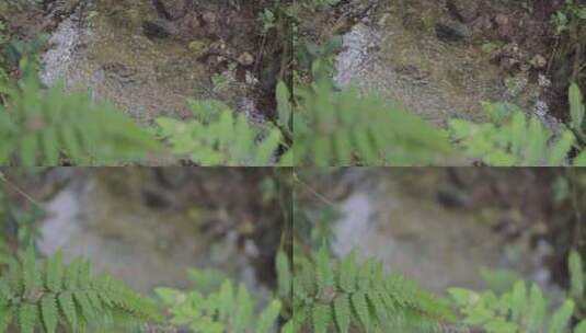 云南普洱白天森林中的小溪实拍特写高清在线视频素材下载