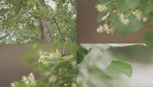 椴树/椴树开花/椴树花粉/椴树叶高清在线视频素材下载