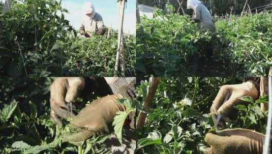 农民给西红柿人工授粉高清在线视频素材下载