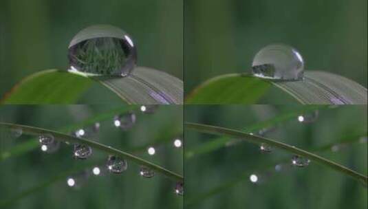 水滴水珠露水晨露蒸发高清在线视频素材下载