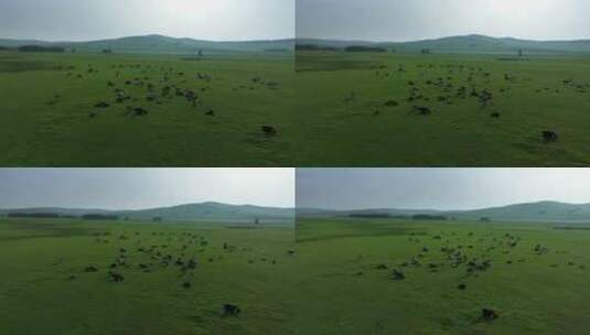 青草地吃草的牛群高清在线视频素材下载