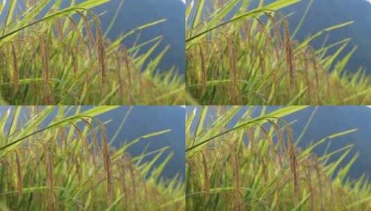 稻谷 稻谷丰收 水稻 生长中的水稻高清在线视频素材下载