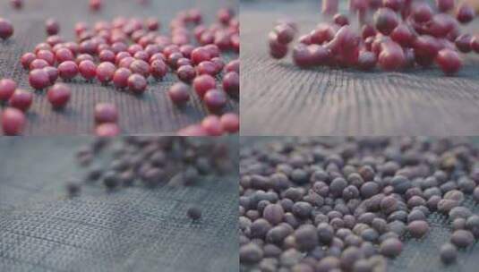 咖啡豆晾晒咖啡豆产区筛豆罗布斯塔高清在线视频素材下载