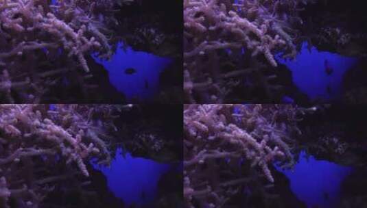海底世界 珊瑚 海洋鱼 鱼高清在线视频素材下载