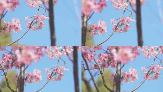 【原创实拍】春季桃花高清在线视频素材下载