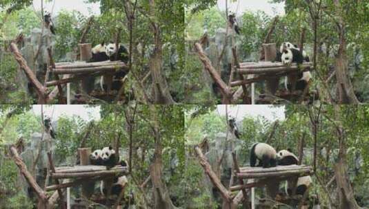 可爱温馨的大熊猫家庭小宝宝找妈妈玩耍高清在线视频素材下载