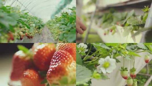 新鲜草莓特写草莓采摘园特色种植视频素材高清在线视频素材下载