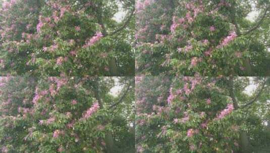 春天鲜花花朵风景实拍高清在线视频素材下载