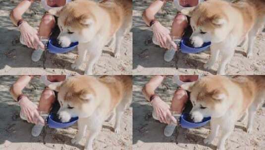 狗从女人手里的便携式狗饮水机喝水高清在线视频素材下载