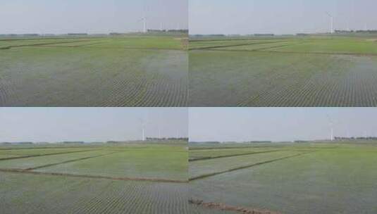 航拍黑龙江省大庆市杜尔伯特县春季水稻田高清在线视频素材下载