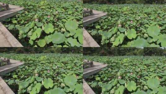 夏天苏州虎丘一榭园美景 荷花荷叶高清在线视频素材下载