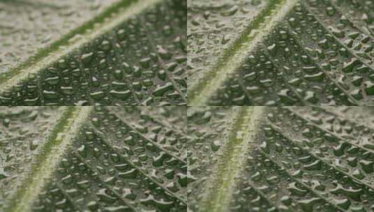 叶子，露水，雨滴，植物高清在线视频素材下载