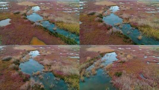 野生鸟类从湿地的湖泊中飞翔和起飞高清在线视频素材下载