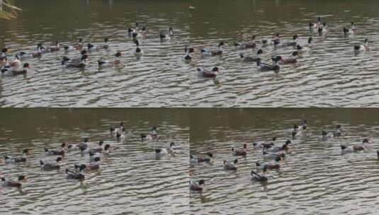 池塘里快乐的鸭子高清在线视频素材下载