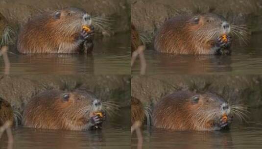 海狸鼠、食草动物、Coypu、啮齿动物高清在线视频素材下载