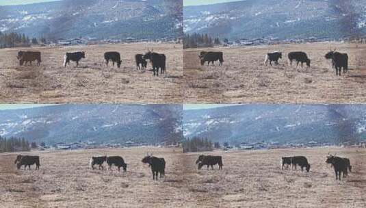 香格里拉雪山耗牛养殖高清在线视频素材下载