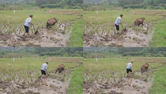 牛在田间耕地的场景 牛犁田高清在线视频素材下载