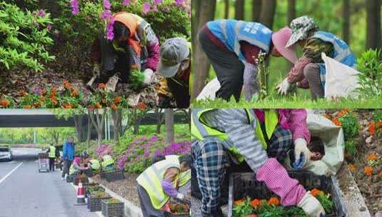 环保绿化工人绿植养护高清在线视频素材下载