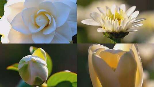 百花齐放万花争春高清在线视频素材下载