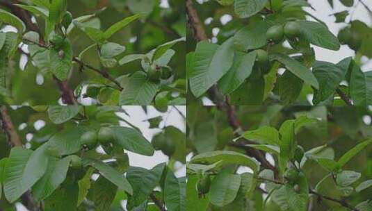 夏季雨后的番石榴树挂满绿色果子番石榴果实高清在线视频素材下载