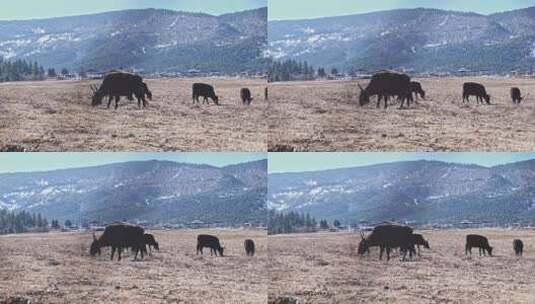 香格里拉雪山耗牛养殖高清在线视频素材下载