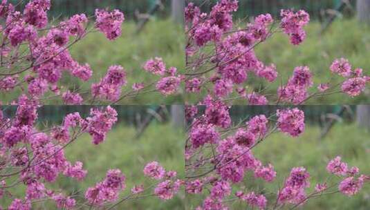 紫花风铃木高清在线视频素材下载