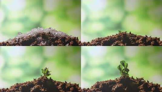 4k冰雪消融植物生长万物复苏高清在线视频素材下载