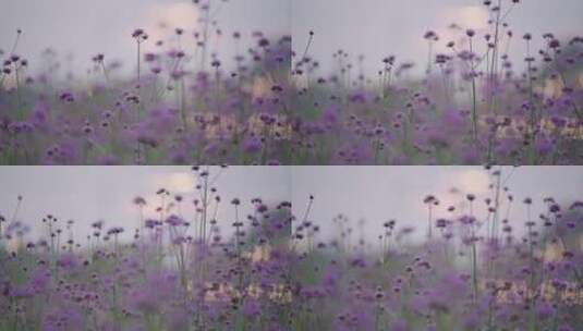 紫色植物柳叶马鞭草高清在线视频素材下载