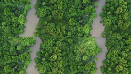 森林中的大河沼泽高清在线视频素材下载