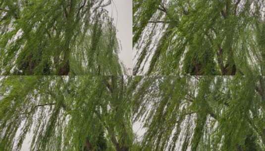 柳树 垂柳 风 刮风高清在线视频素材下载