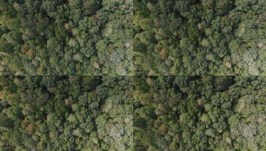 航拍茂密森林景观高清在线视频素材下载