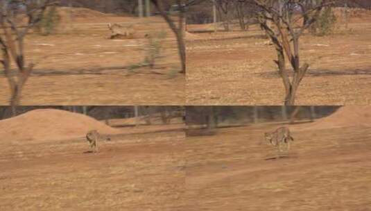 猎豹在奔跑的镜头高清在线视频素材下载