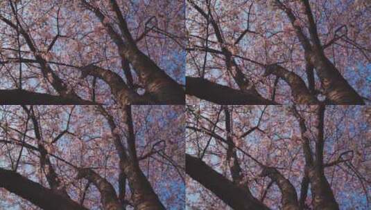 蓝天下仰望樱花树上的樱花高清在线视频素材下载